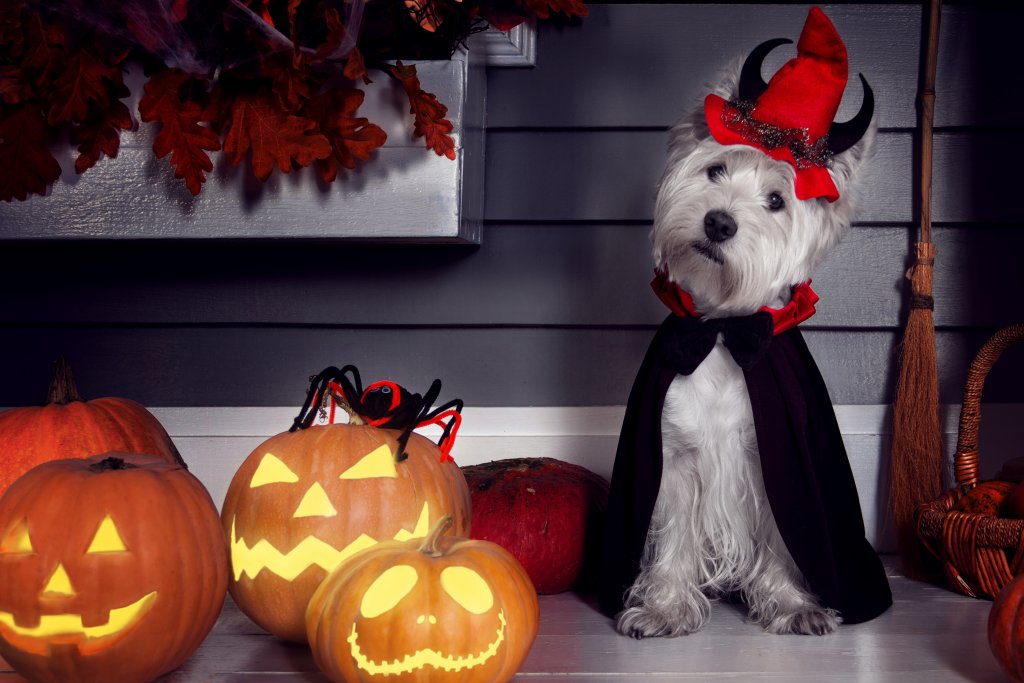 Halloween Costume Party & Spookiest Pet Competition!