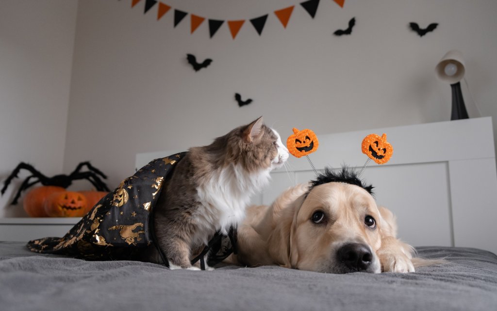 Halloween Celebrations for All!